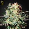 Arjans Strawberry Haze Feminizada Green House Seeds - (x3)