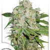 Auto Brooklyn Sunrise Dutch Passion - (x3)