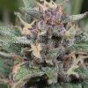 Auto Bluehell Medical Seeds - (x3)