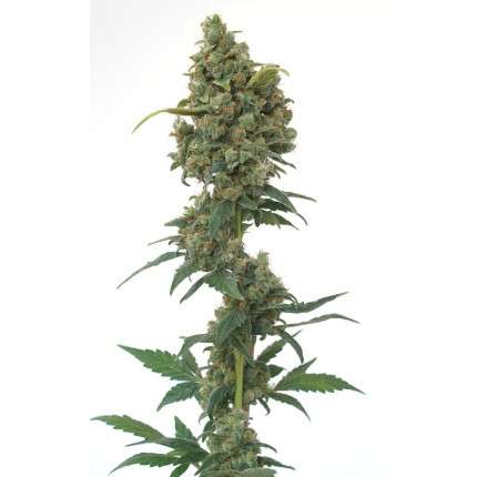 Euforia Feminizada Dutch Passion - (x3) 2 Euforia Feminizada Dutch Passion - (x3)