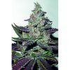 Mendocino Purple Kush Fem Medical Seeds - (x3)