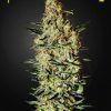 Nevilles Haze Feminizada Green House Seeds - (x3)