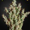 NL5 Haze Mist Feminizada Green House Seeds - (x3)