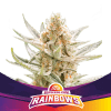 STAR PLAYER RAINBOWS FEMINIZADA BSF - (X4)