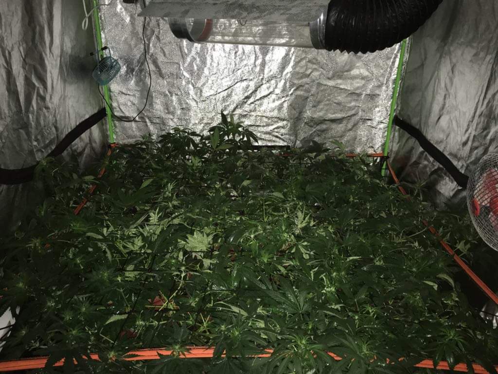 Malla Kanovi scrog 120x120 (196 espacios) 5 Malla Kanovi scrog 120x120 (196 espacios)