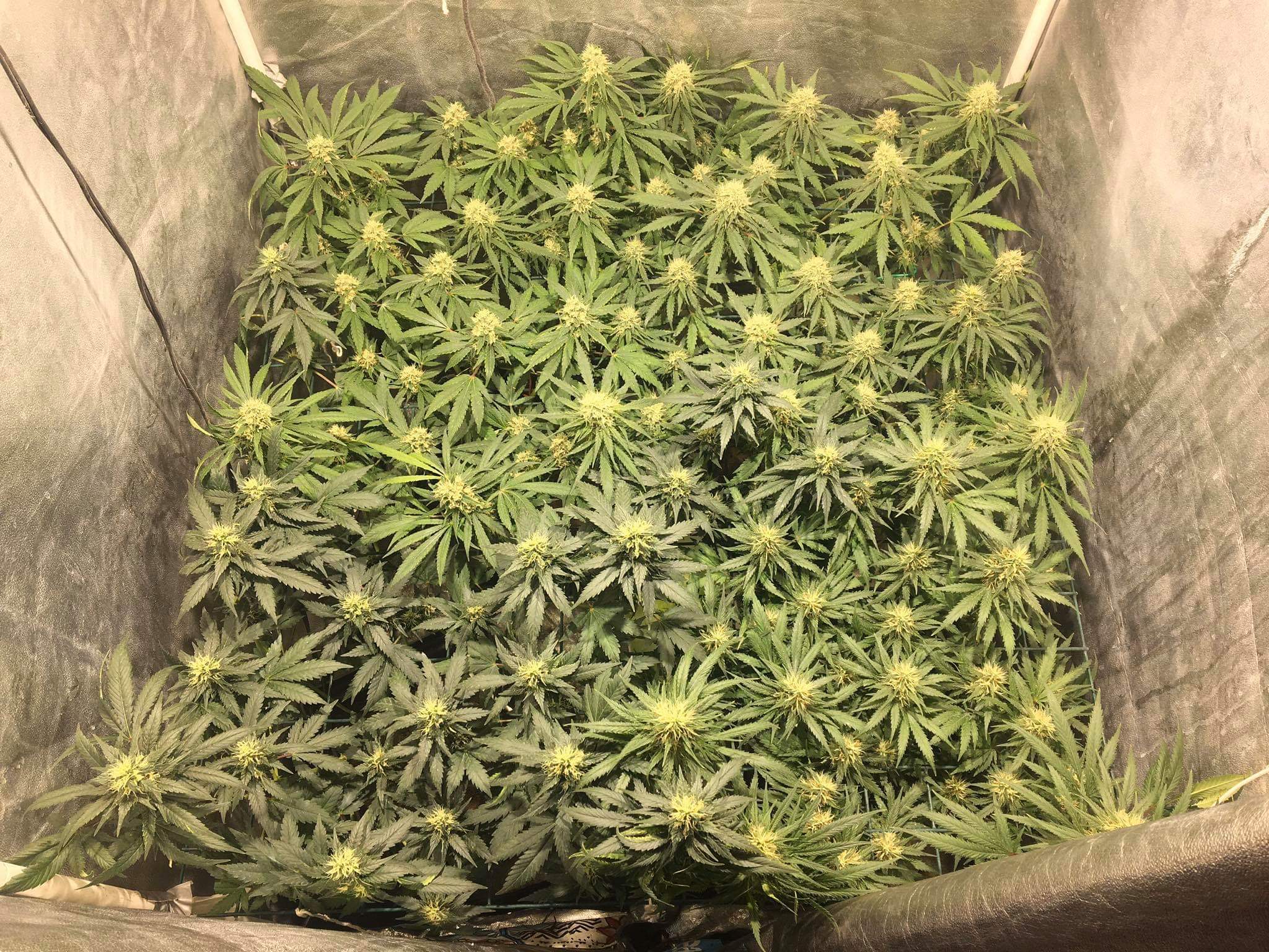 Malla Kanovi scrog 120x120 (196 espacios) 4 Malla Kanovi scrog 120x120 (196 espacios)