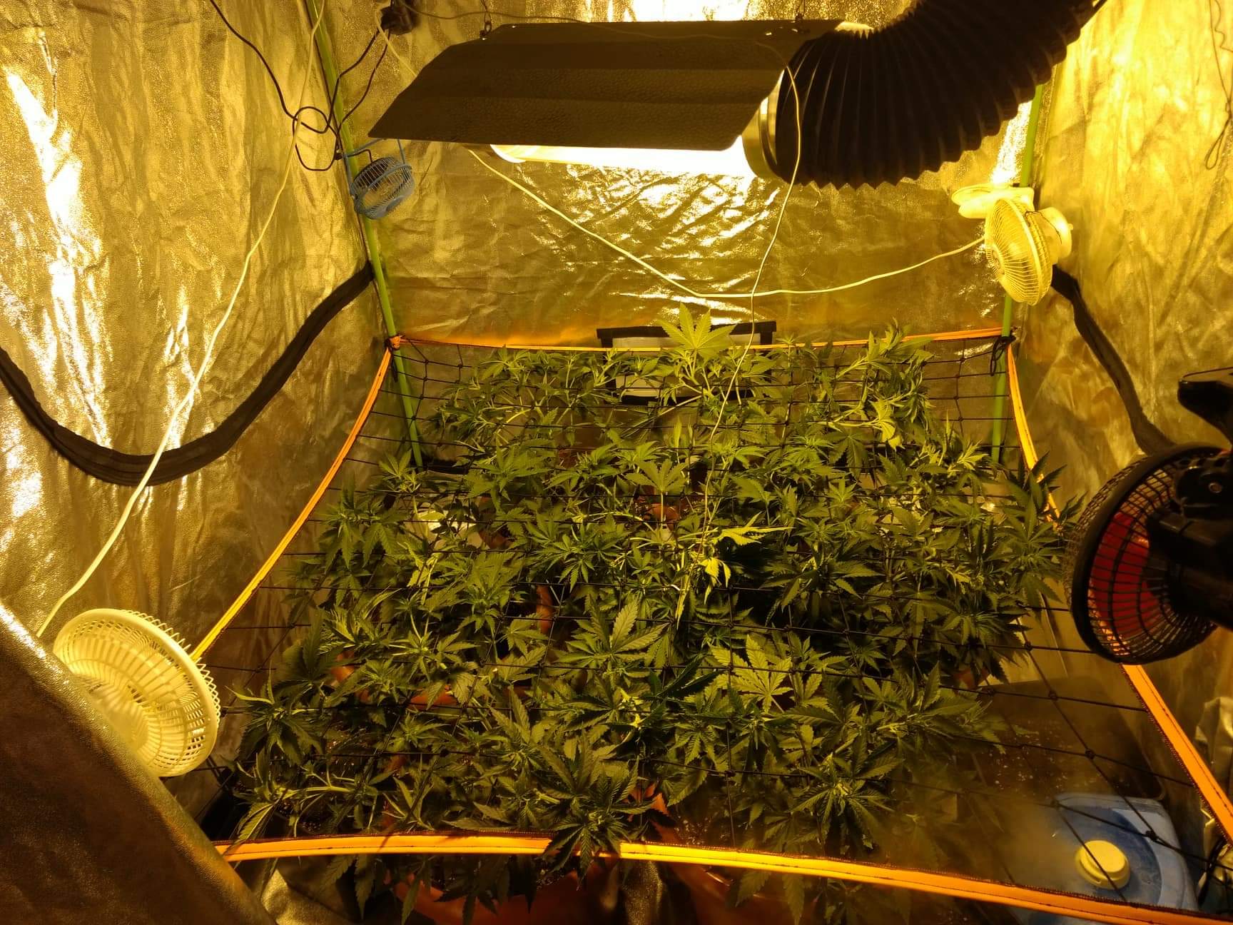 Malla Kanovi scrog 60x60 (64 espacios) 1 Malla Kanovi scrog 60x60 (64 espacios)