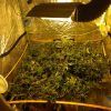 Malla Kanovi scrog 80x80 (100 espacios)