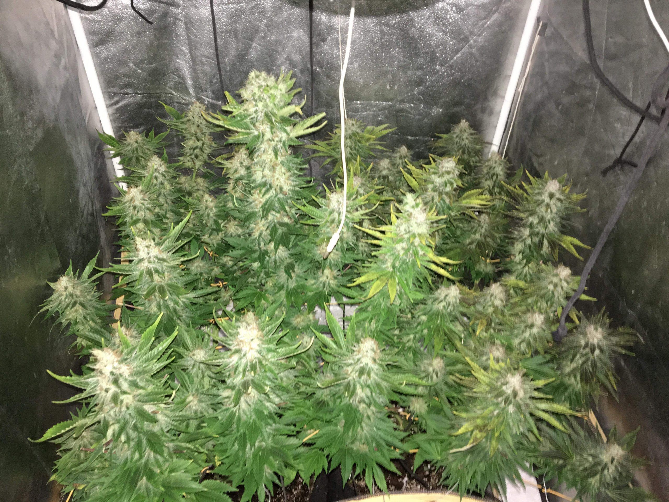 Malla Kanovi scrog 120x120 (196 espacios) 3 Malla Kanovi scrog 120x120 (196 espacios)