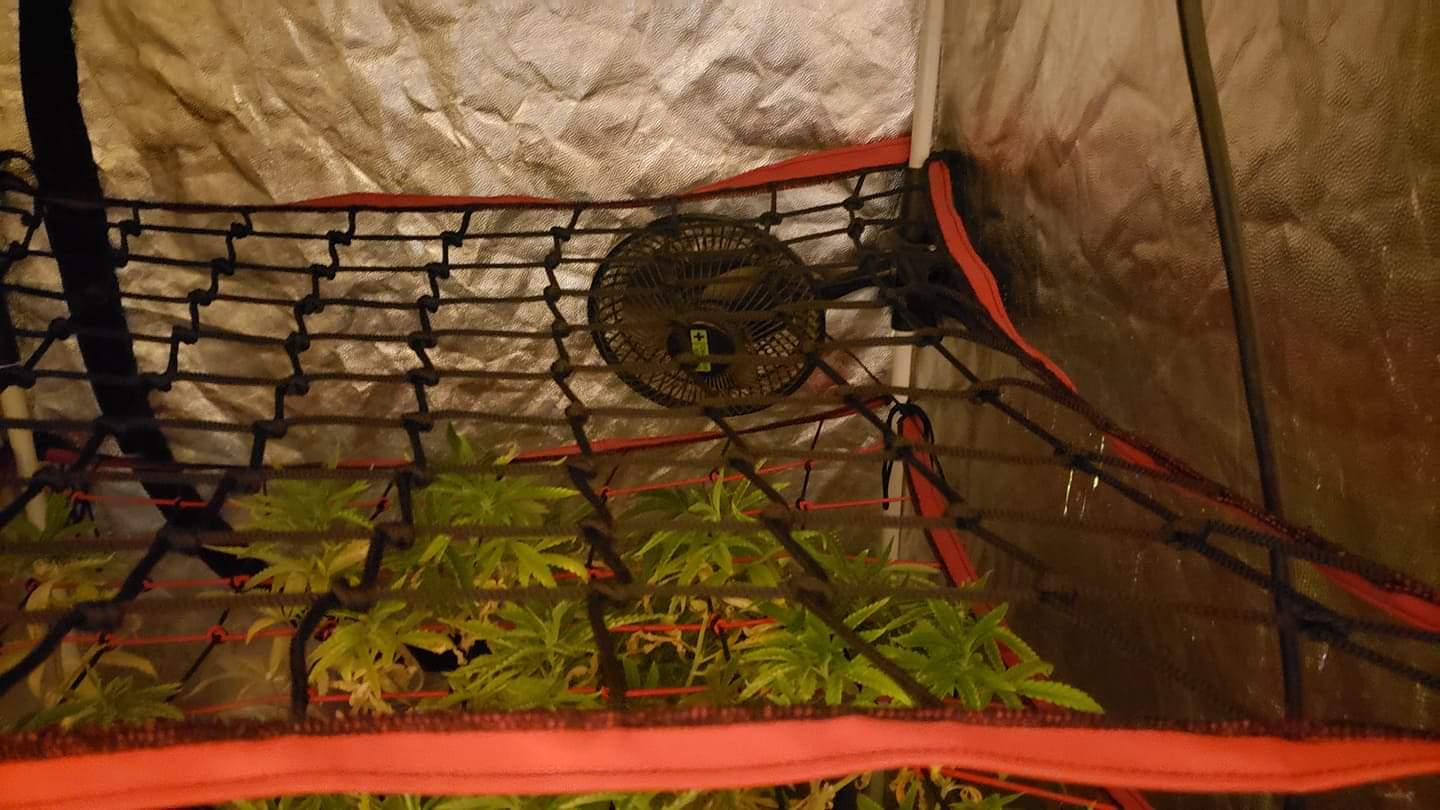 Malla Kanovi scrog 120x120 (196 espacios) 2 Malla Kanovi scrog 120x120 (196 espacios)