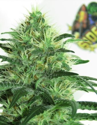Sideral Ripper Seeds - (x3) 1 Sideral Ripper Seeds - (x3)