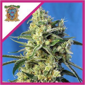 Sweet Amnesia Haze Feminizada Sweet Seeds – (3+1)