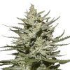The Church CBD Feminizada Green House Seeds - (x3)