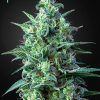Auto White Widow CBD Green House Seeds - (x3)