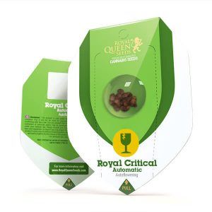 Auto Royal Critical Royal Queen – (x10)