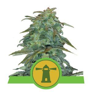 Auto Royal Haze Royal Queen – (x10)